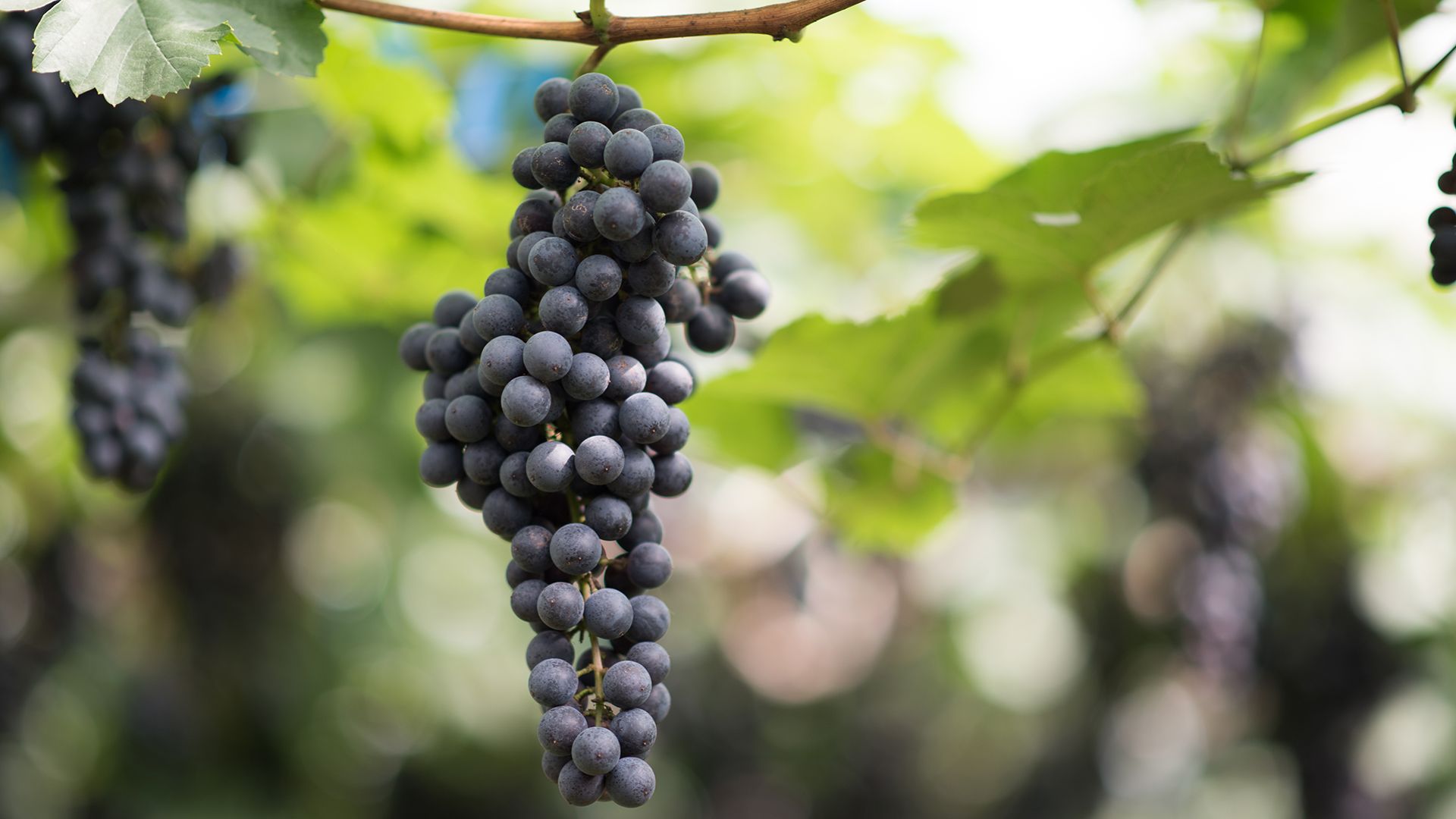 Столовый и технический виноград отличия