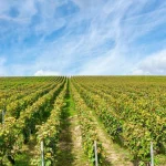 Fotografija vinograda koji se stapaju sa nebom