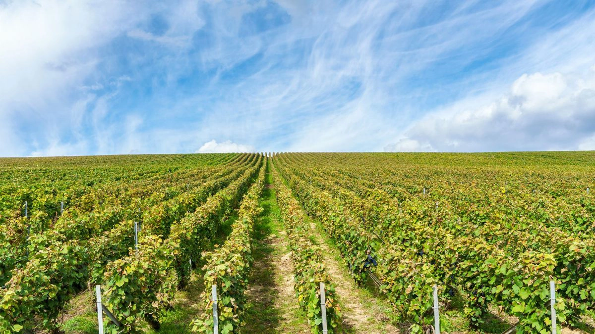 Fotografija vinograda koji se stapaju sa nebom