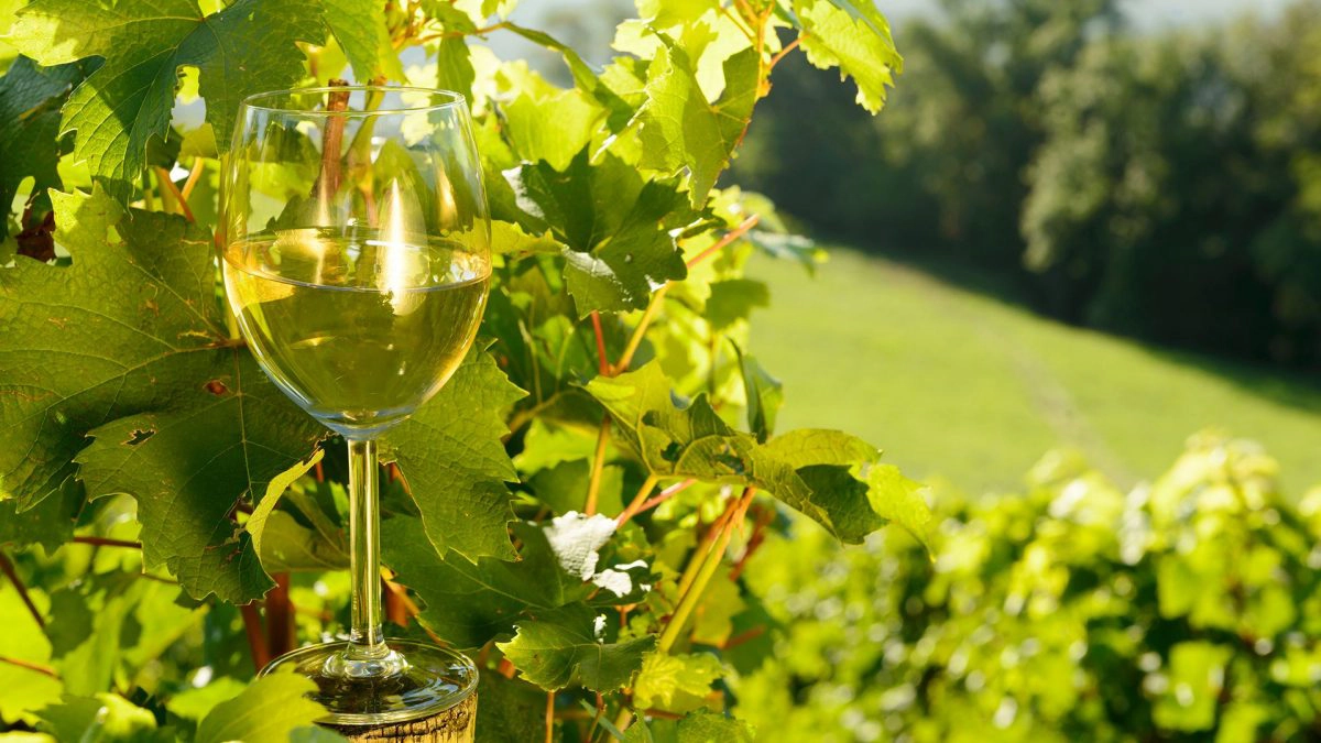 Čaša belog vina ispred čokota vinove loze.