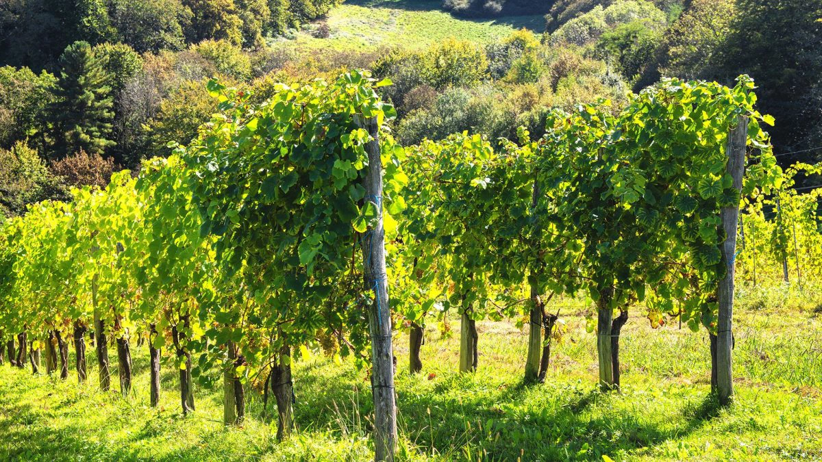 Fotografija vinograda sa brdom u pozadini.