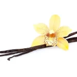 Fotografija cveta i mahuna vanile