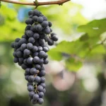 Grozd crnog grožđa koji visi na čokotu.