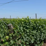 Vinogradi koji se stapaju sa nebom.