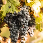 Grozd crnog grožđa koji visi na čokotu.