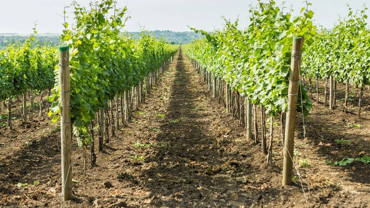 Prored između dva reda vinograda.