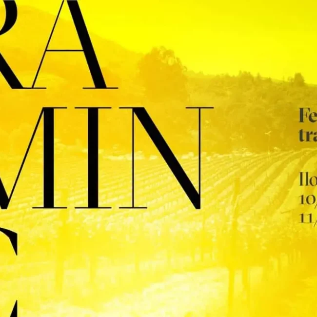 Najava za festival traminca u Iloku.Žuta pozadina kroz koju se naziru vinogradi.
